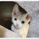 더나은펫샵 이미지