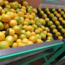 윤서농장 이미지