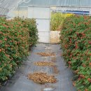 효심 농장 이미지