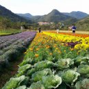 에듀팜특구관광단지(벨포레리조트) 이미지