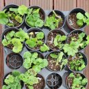 오늘, 정원 이미지