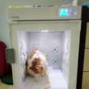 푸치 펫 그루밍 이미지