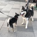 콜드베이켄넬 이미지