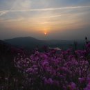 진달래화원 이미지