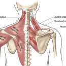 위브골프스쿨 | 일산재활PT 일산어깨재활 일산회전근개파열재활 회전근개수술재활 일산재활운동 일산어깨수술재활