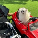 놀러오개 애견유치원 애견호텔 이미지