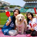 도그필드 이미지