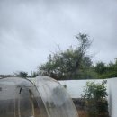 톨랑톨랑 이미지