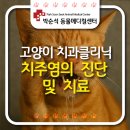 박순석동물메디컬센터 이미지