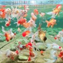 큰바위가든 | 서울 근교 아이와 가볼만한 곳! 실내 수족관 카페 아쿠아가든 일산