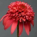 스쿱(SCOOP) 이미지