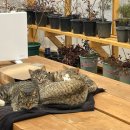 시루영농조합 | 2월의 반 (2)🌜🌛 🌓 🌗