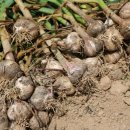 당진농기 이미지