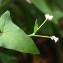 꽃며느리 이미지