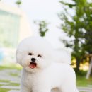 에스티 비숑프리제 이미지