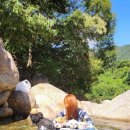 홍시와 똘마니들 이미지