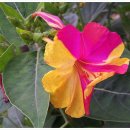 백일홍 민박집 이미지