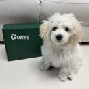 퍼피베이비 | 굿씨 퍼피 사료 눈물자국 비숑 강아지 비포에프터 내돈내산 후기