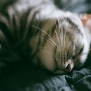 고양이집사 이미지