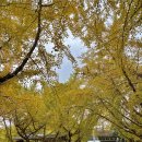 은행나무 농장 | 서울 근교 은행나무 명소ㅣ가평 카페 커피와 과일농장 (10월 26일 현황)