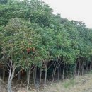 황칠사랑 이미지