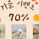 똥강아지 김해 강아지분양 고양이분양 이미지