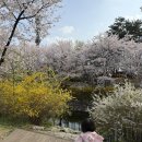 한내근린공원 | 광명 한내천 봄꽃축제 2026 실시간 벚꽃 개화｜주차·포차거리·야경까지 총정리 (서울근교 벚꽃 명소)