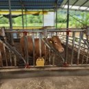 강순이농장 이미지