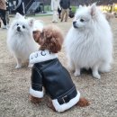 코코앤잭슨 | 김천/구미애견카페 코코앤잭슨: 1년째 방문 후기 1000평잔디운동장 대형애견카페,반려견 놀이터