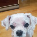 반갑다(반려견이 갑이다) 네이버블로그