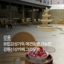 강릉 신상카페 추천! 유럽감성 뿜뿜, 애견동반 가능한 강릉카페 그라우브 방문후기🐾🍓&#34;