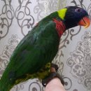레인보우 앵무 이미지