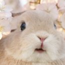 지에스이십오 이미지