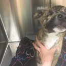 꼬리 흔드는 강아지 이미지