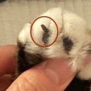 24시센트럴동물메디컬센터 이미지