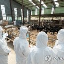 일진흑염소 이미지