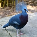 빅토리아왕관비둘기 [Victoria crowned pigeon (Goura victoria)] 이미지