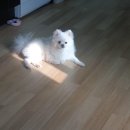 우리집 멍뭉 이미지