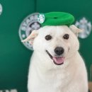 블루밍 펫 살롱 이미지