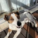 멍팔자 상팔자 이미지