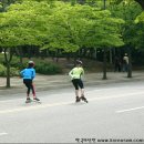 수인임업 | 메타세쿼이아 살아있는 화석