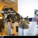 고양이세수 이미지