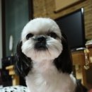 나나언니