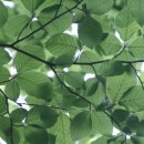 설레이다 이미지