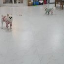 봉순두부 이미지