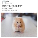 교수님이 햄스터였으면 좋겠다 이미지