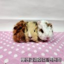 펫엔글라이더 인천점 이미지