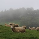 이리목장 이미지