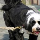 영국동물병원 이미지