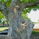 성읍리-24 이미지